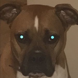 Meet your Posher, Brady